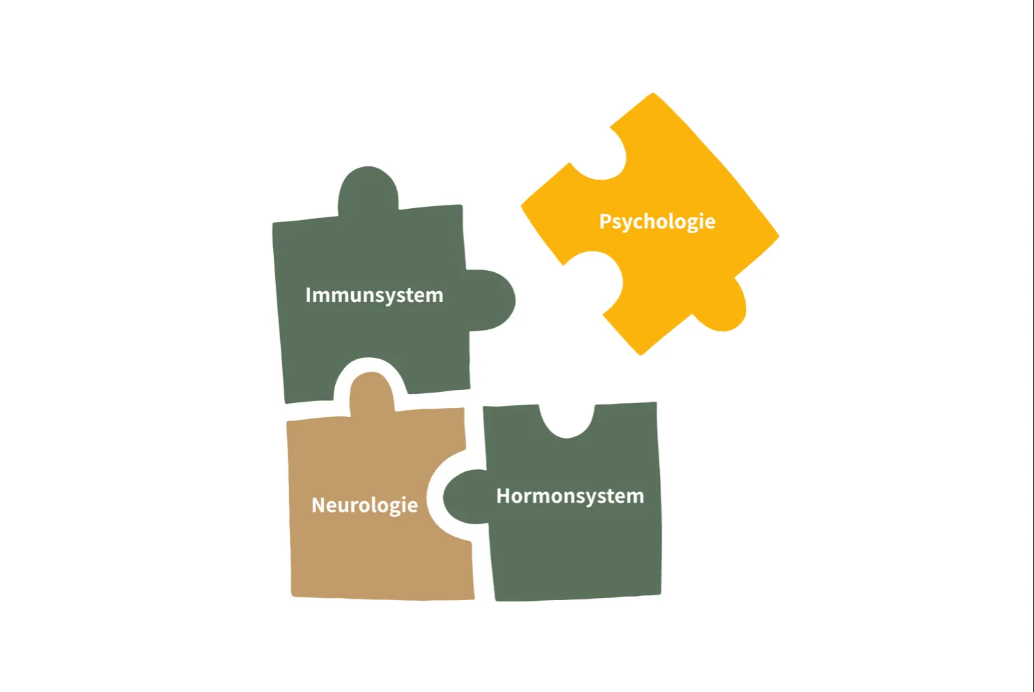 Puzzleteile mit den Aufschriften „Immunsystem“, „Neurologie“, „Hormonsystem“ und „Psychologie“ werden zu einem Gesamtbild zusammengesetzt
