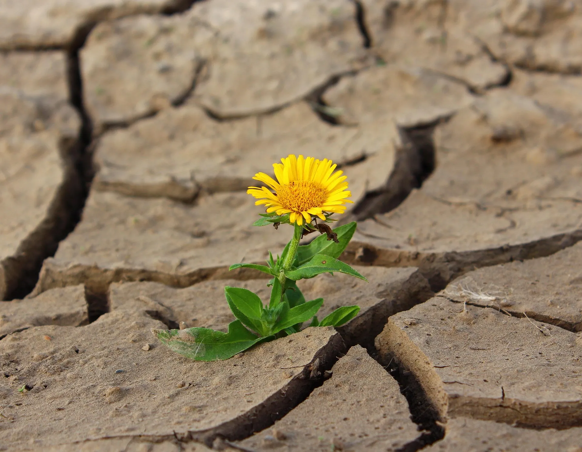 Gelbe Blume wächst aus einem Riss in ausgetrocknetem, aufgesprungenem Boden